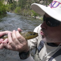 Brown Trout Love at First Set